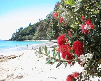 pohutukawa-flowers