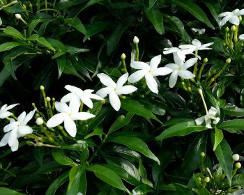white flowers, jasmine star, flowering