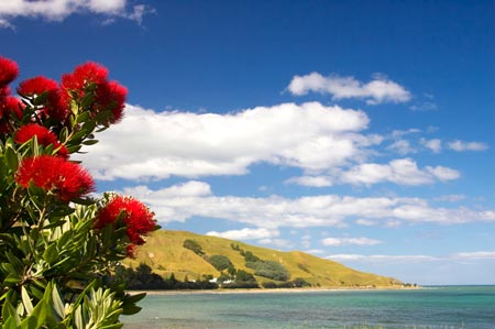 pohutukawa5