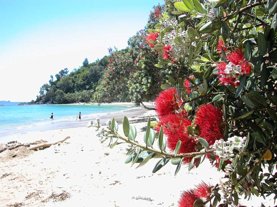 pohutukawa-flowers