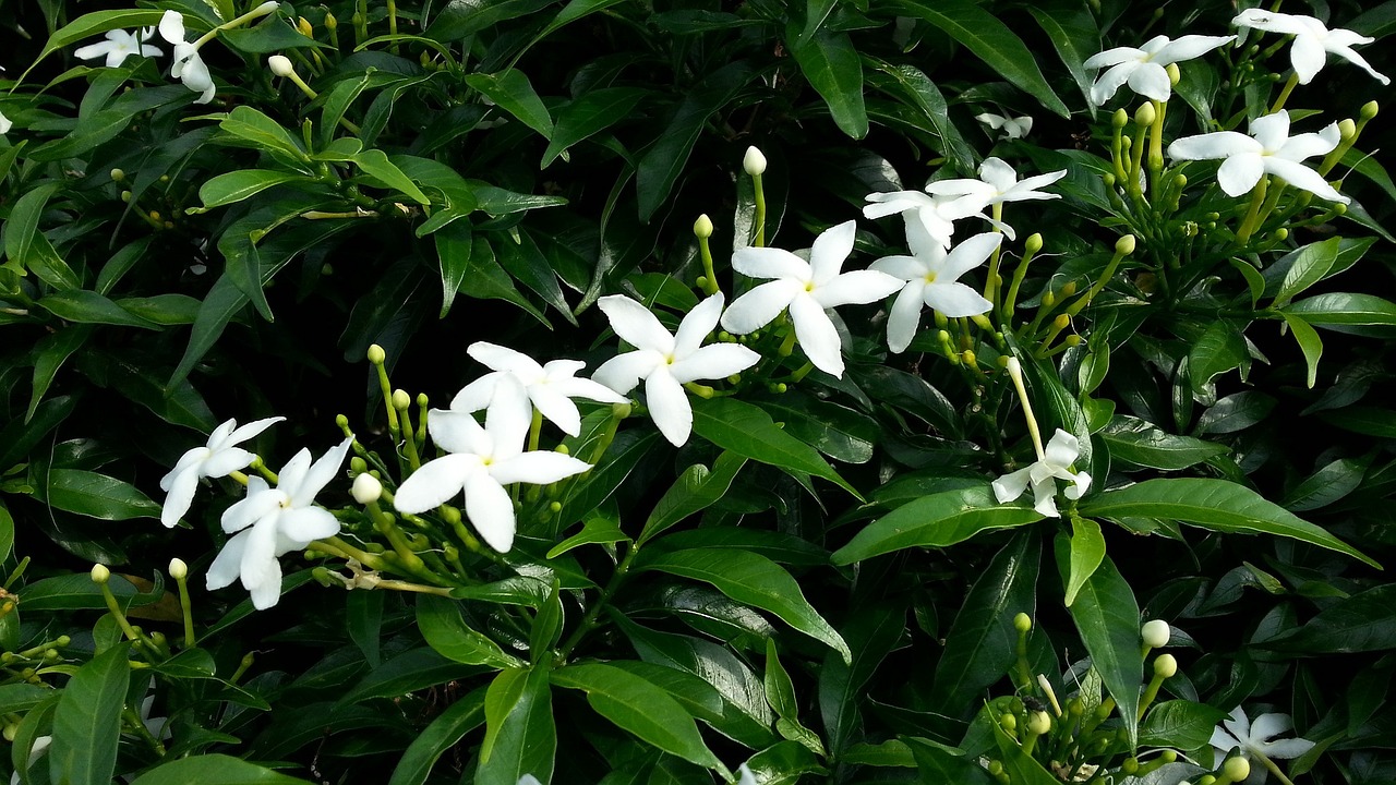 white flowers, jasmine star, flowering